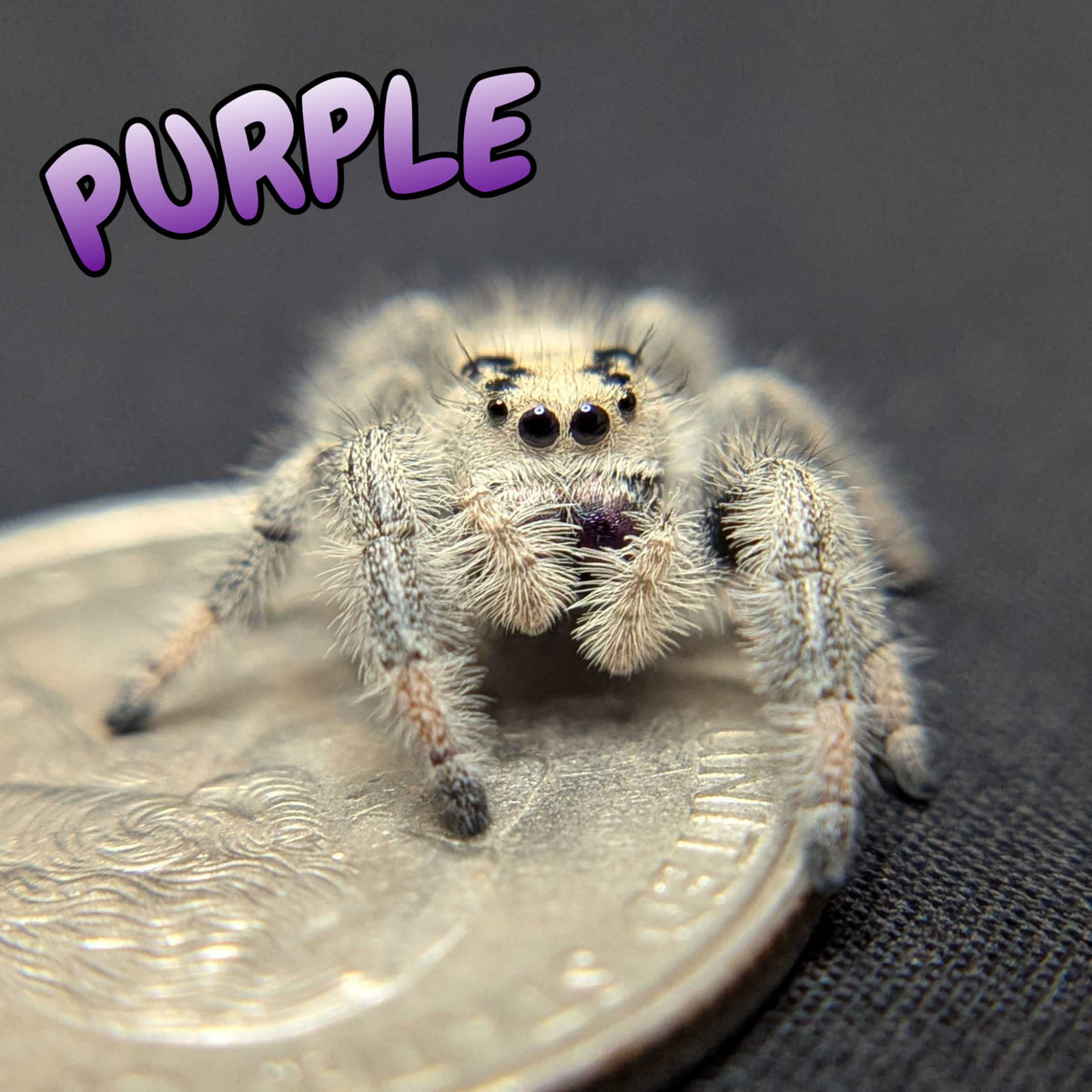 Regal Jumping Spider “Purple”