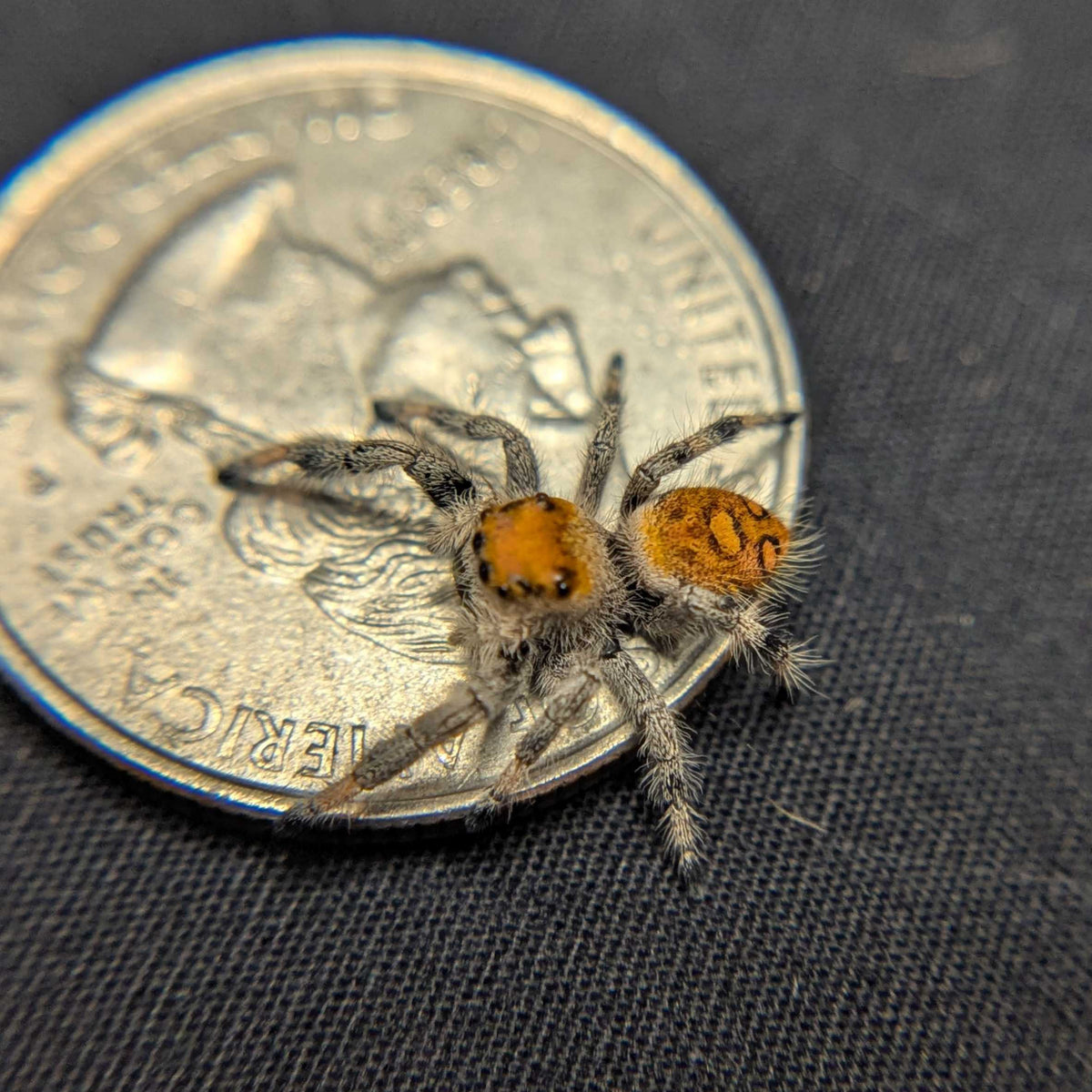 Regal Jumping Spider “Primrose”