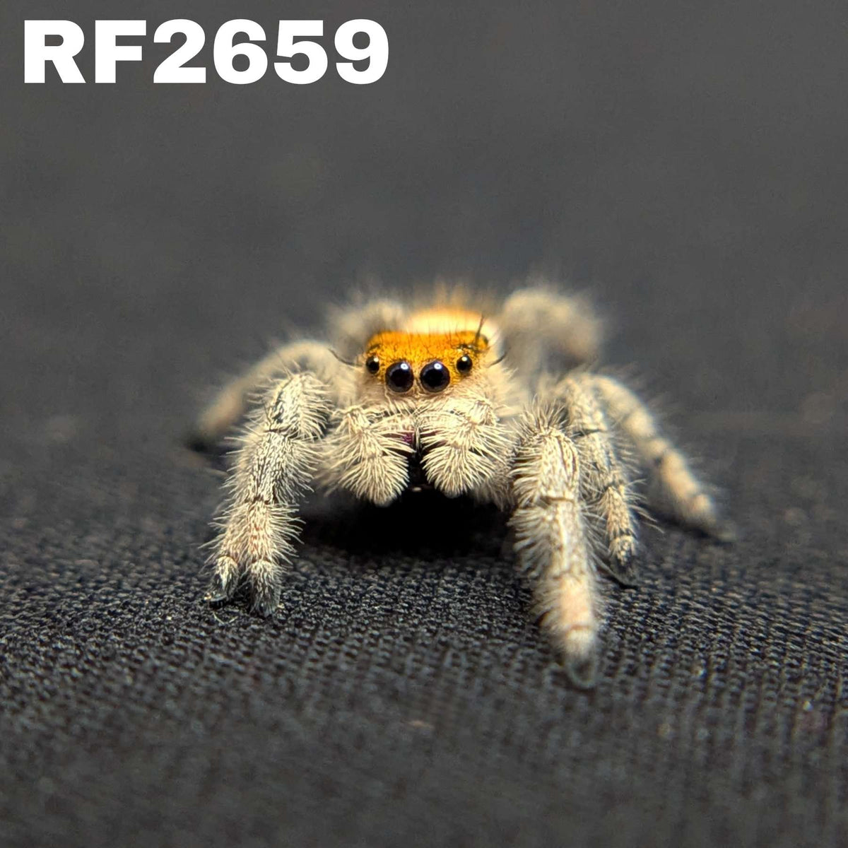 Regal Jumping Spider “Primrose”
