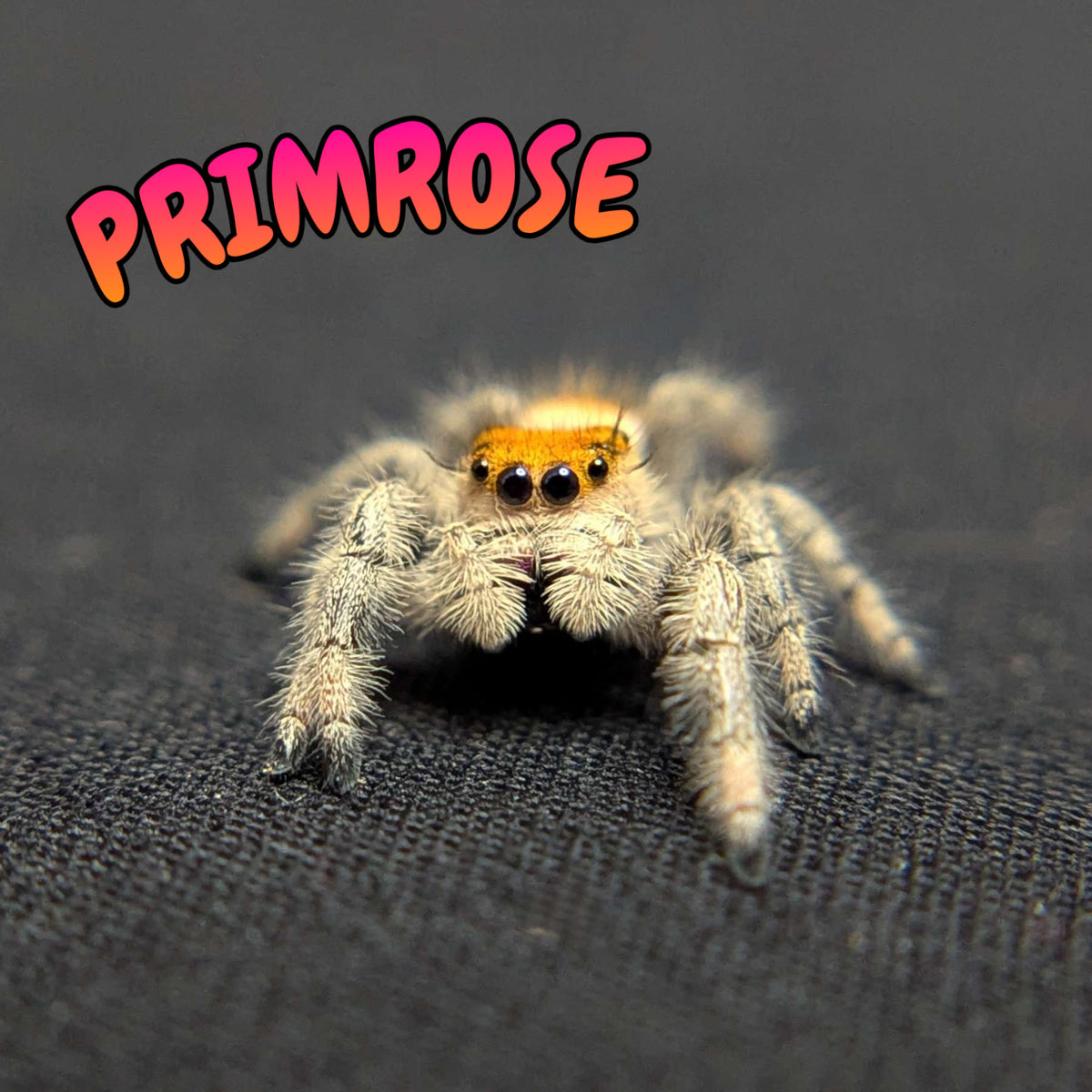 Regal Jumping Spider “Primrose”