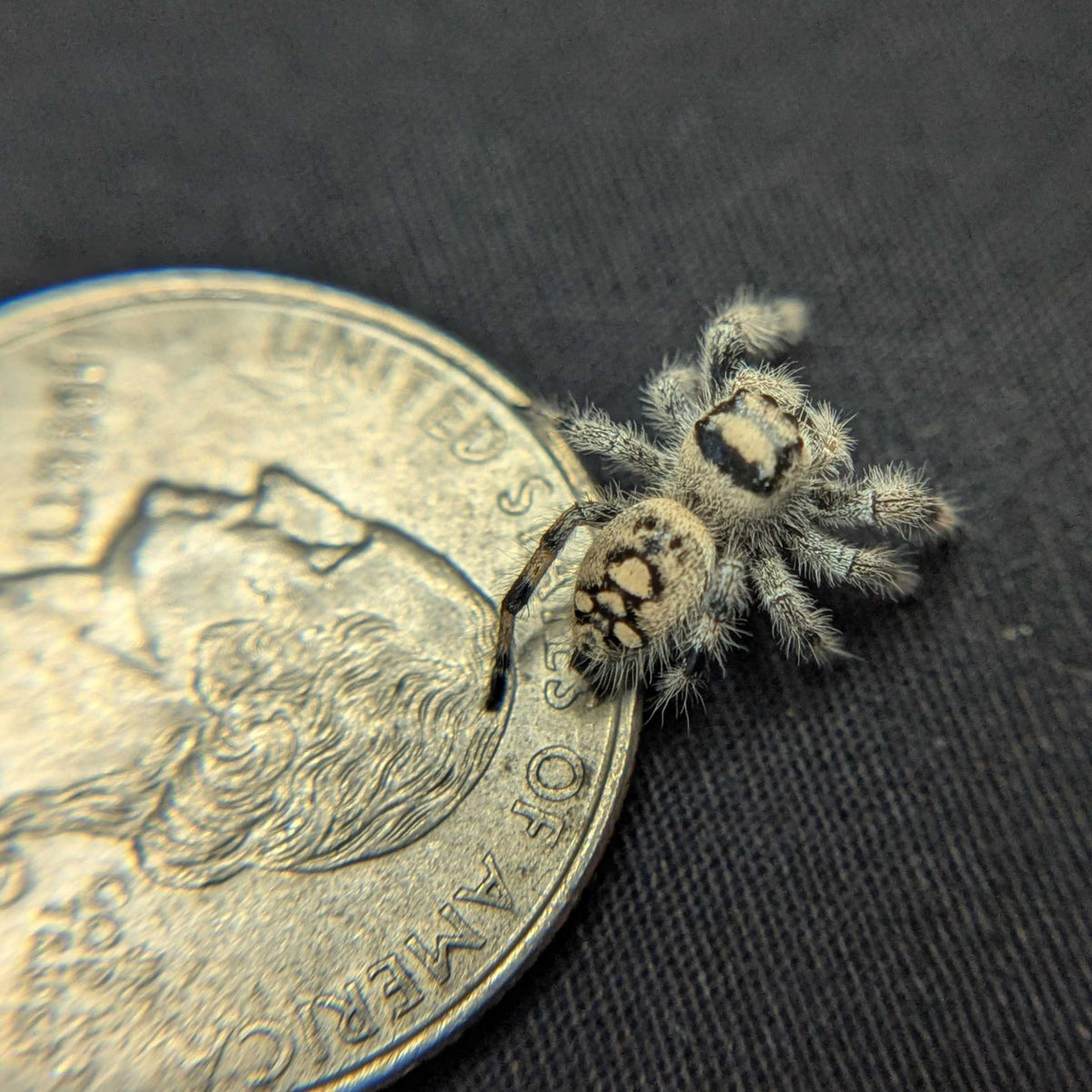 Regal Jumping Spider “Dawn”