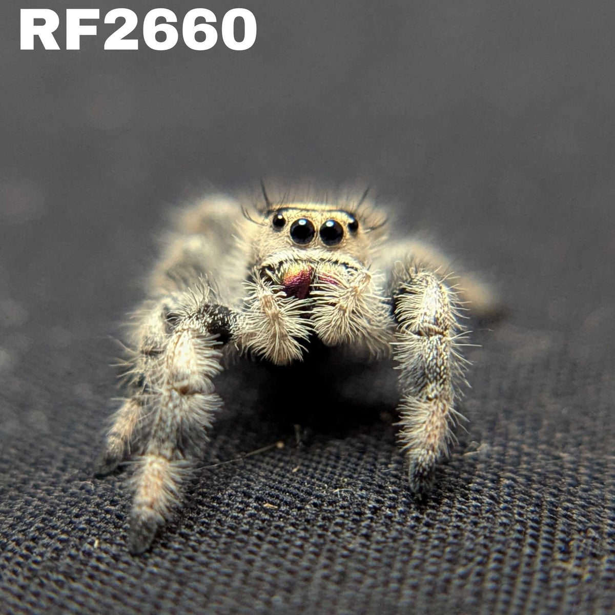 Regal Jumping Spider “Dawn”