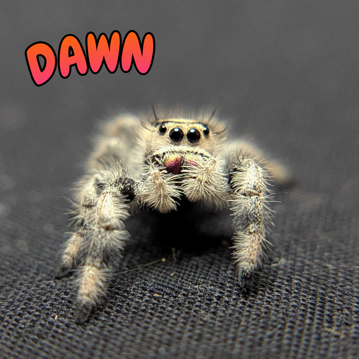 Regal Jumping Spider “Dawn”