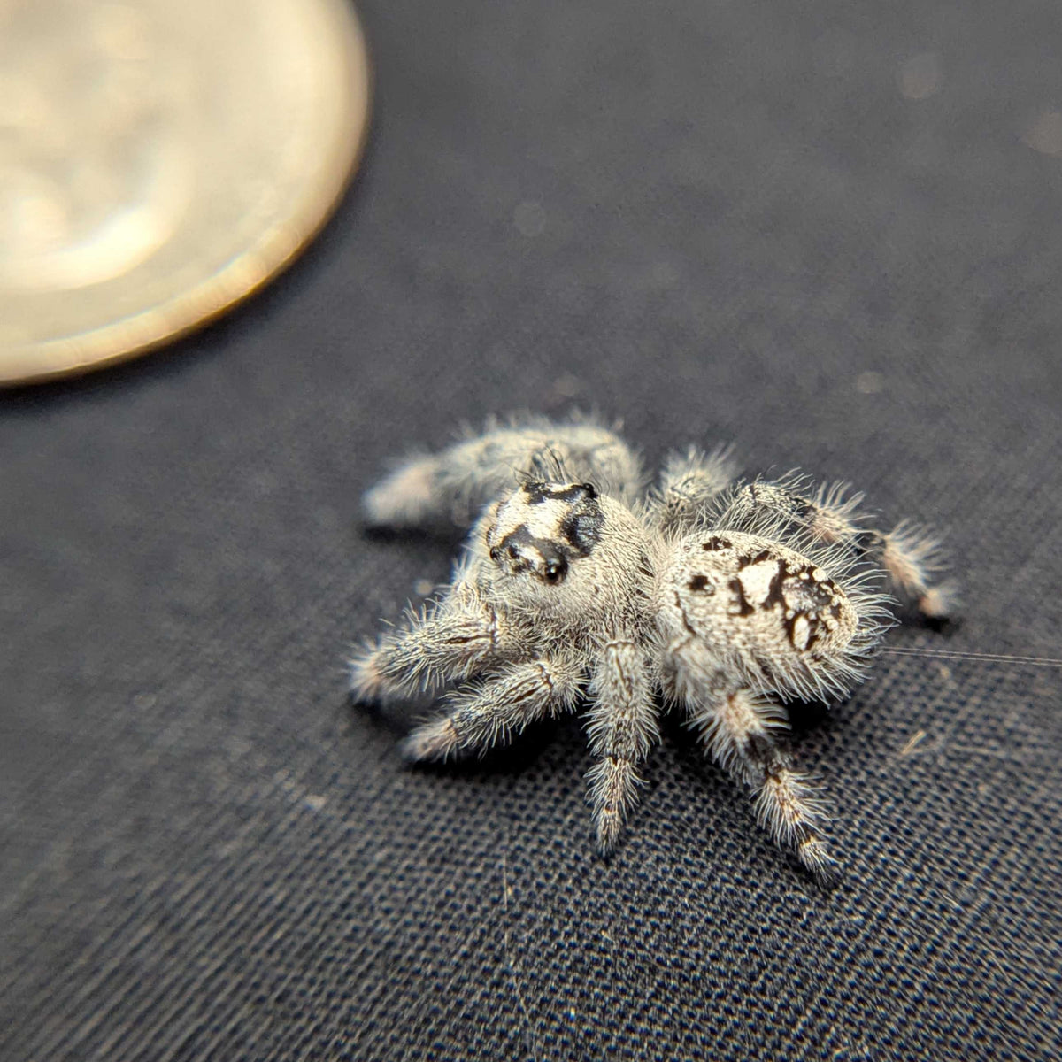 Regal Jumping Spider “Sprite”