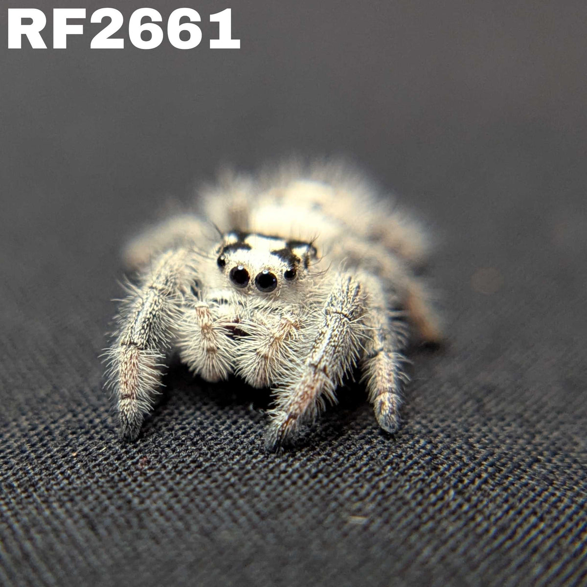 Regal Jumping Spider “Sprite”