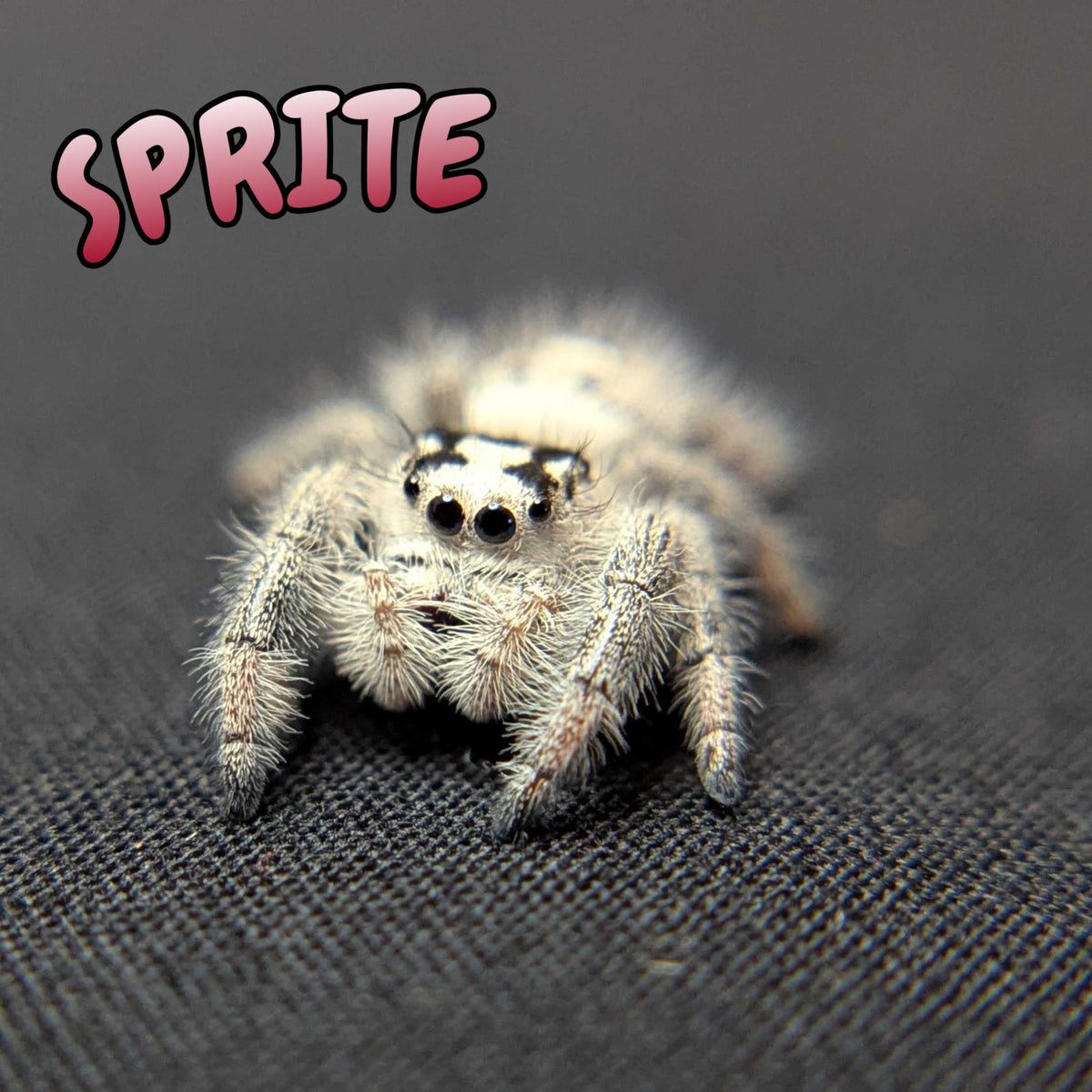Regal Jumping Spider “Sprite”