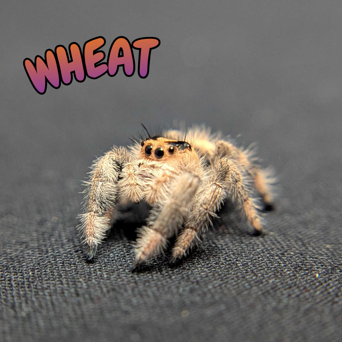 Regal Jumping Spider "Wheat"