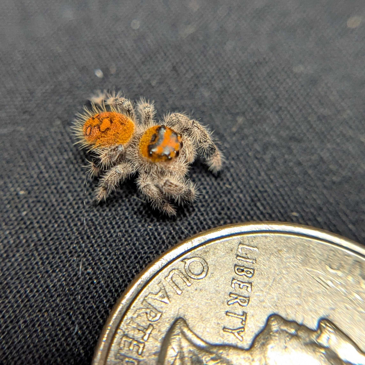 Regal Jumping Spider "Macaron"