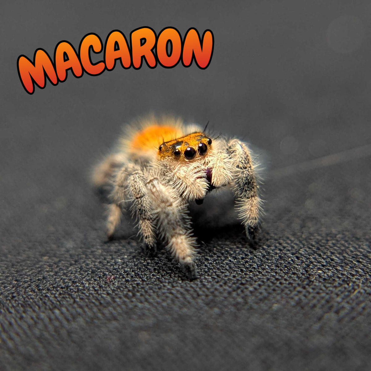 Regal Jumping Spider "Macaron"
