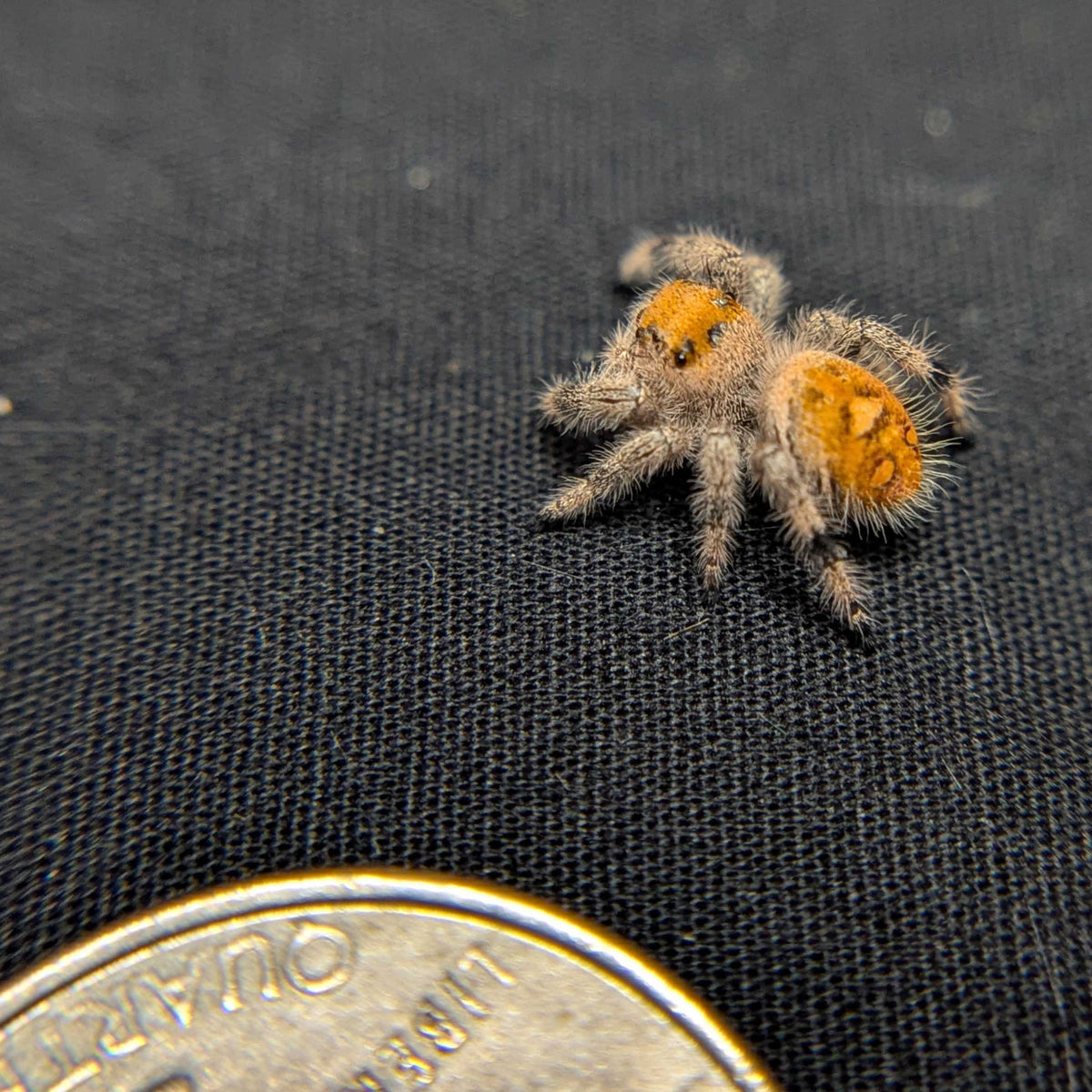 Regal Jumping Spider "Muffin"