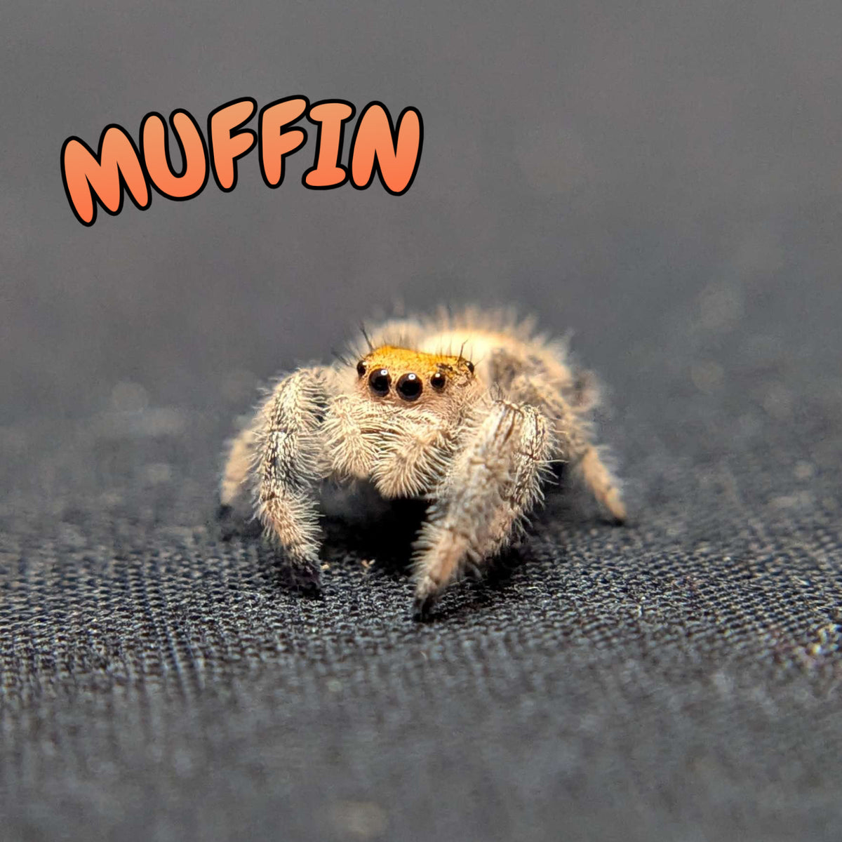 Regal Jumping Spider "Muffin"