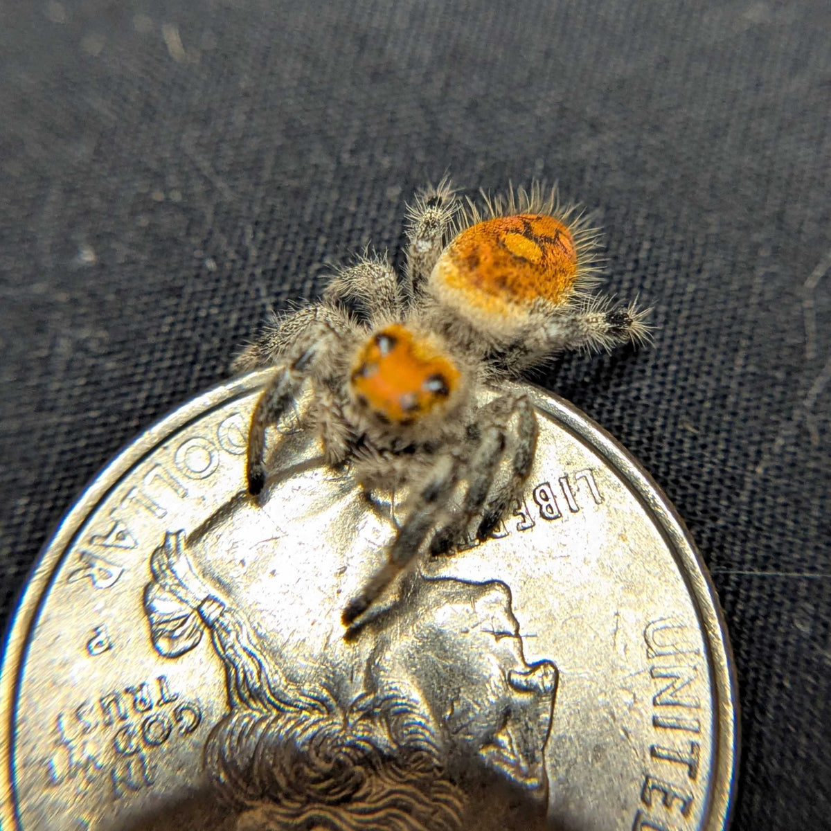 Regal Jumping Spider "Raven"