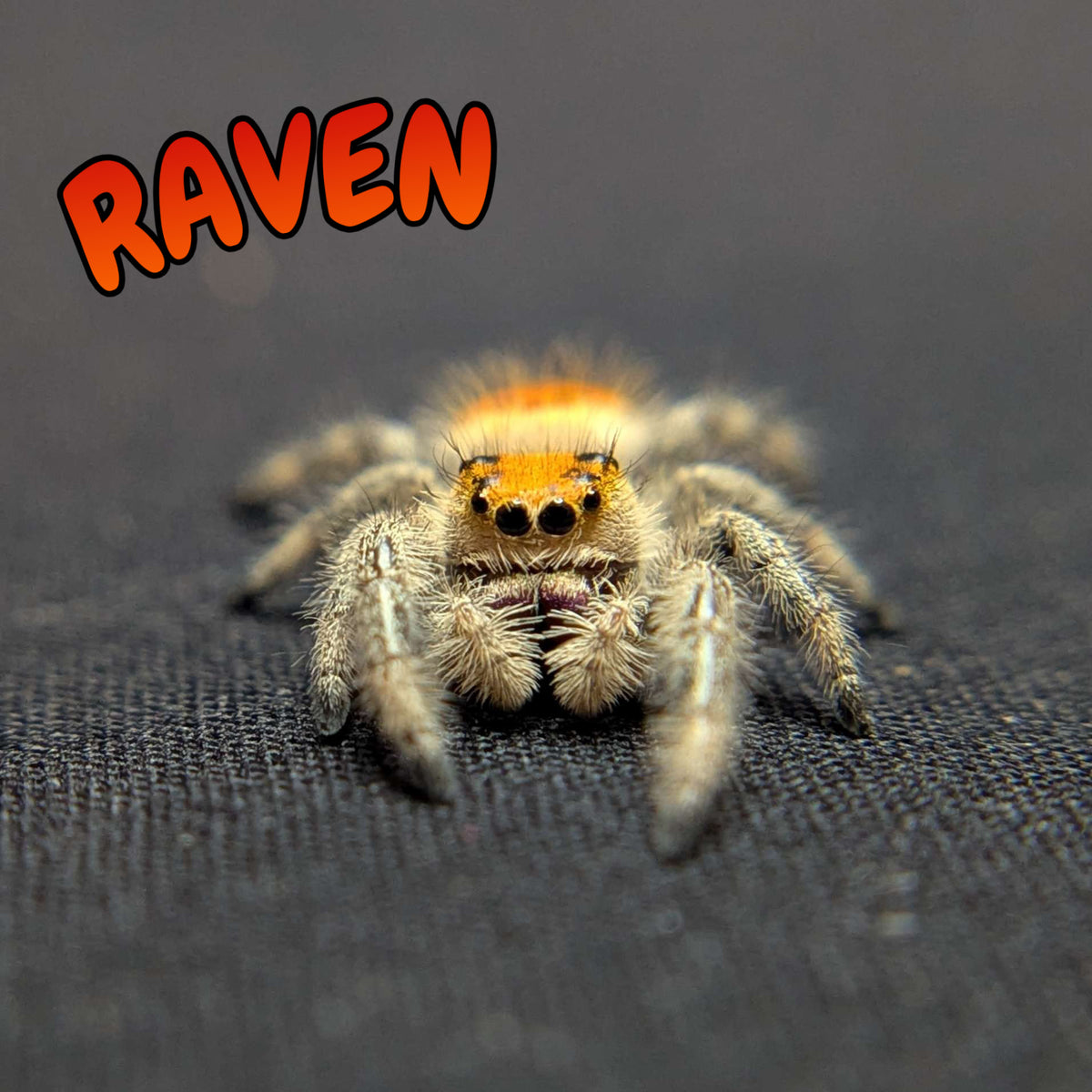 Regal Jumping Spider "Raven"