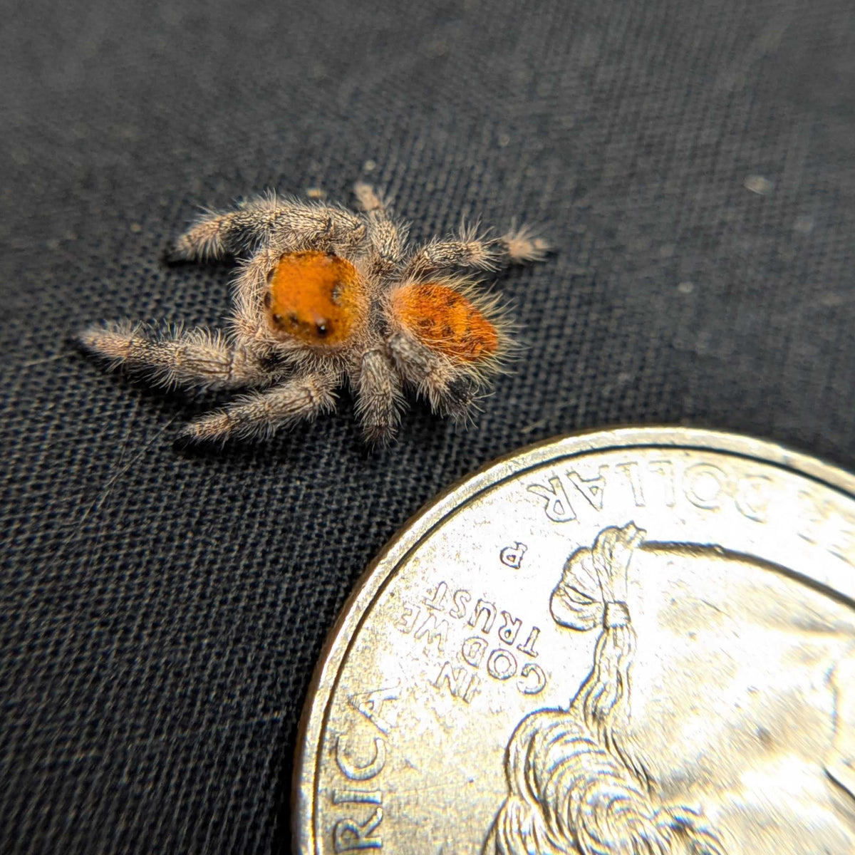 Regal Jumping Spider "Garnet"
