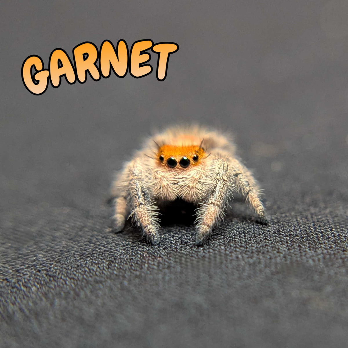Regal Jumping Spider "Garnet"