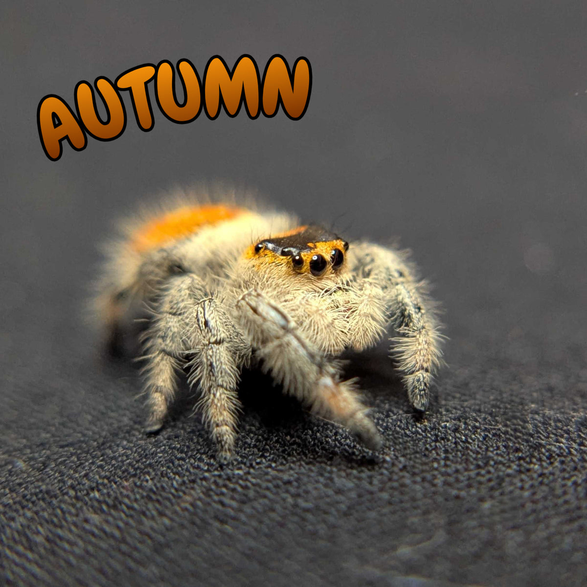 Regal Jumping Spider "Autumn"