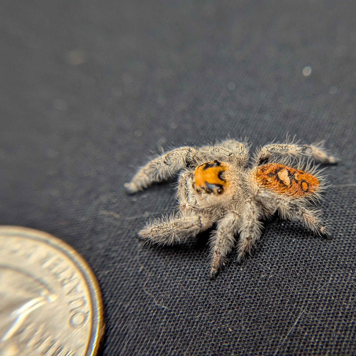 Regal Jumping Spider "Blaze"