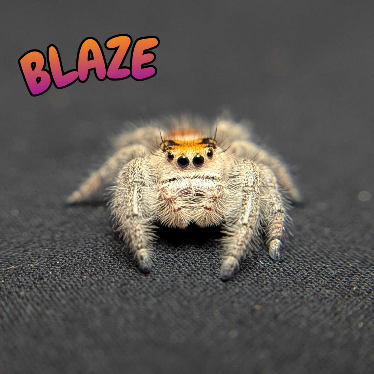Regal Jumping Spider "Blaze"