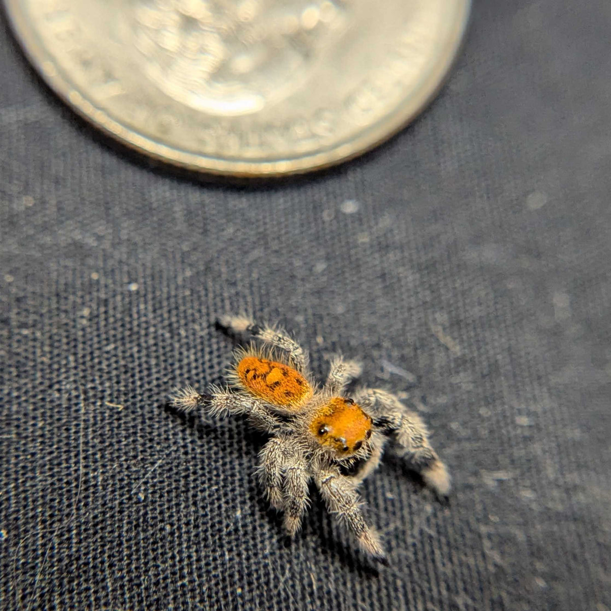 Regal Jumping Spider "Goldie"
