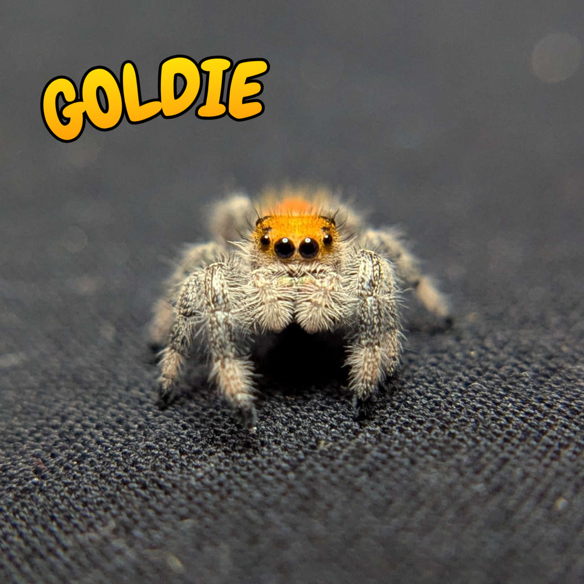 Regal Jumping Spider "Goldie"