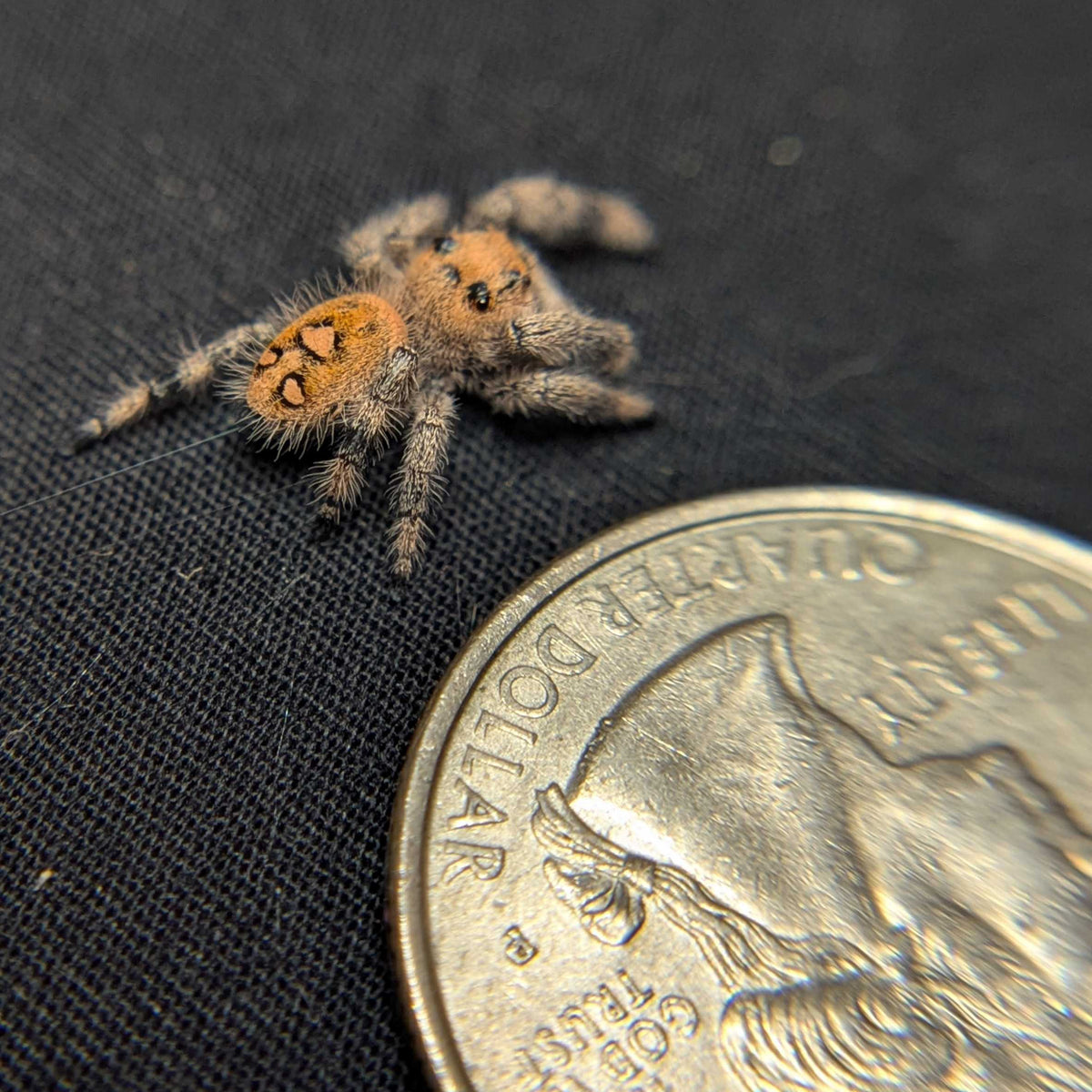 Regal Jumping Spider "Gelato"