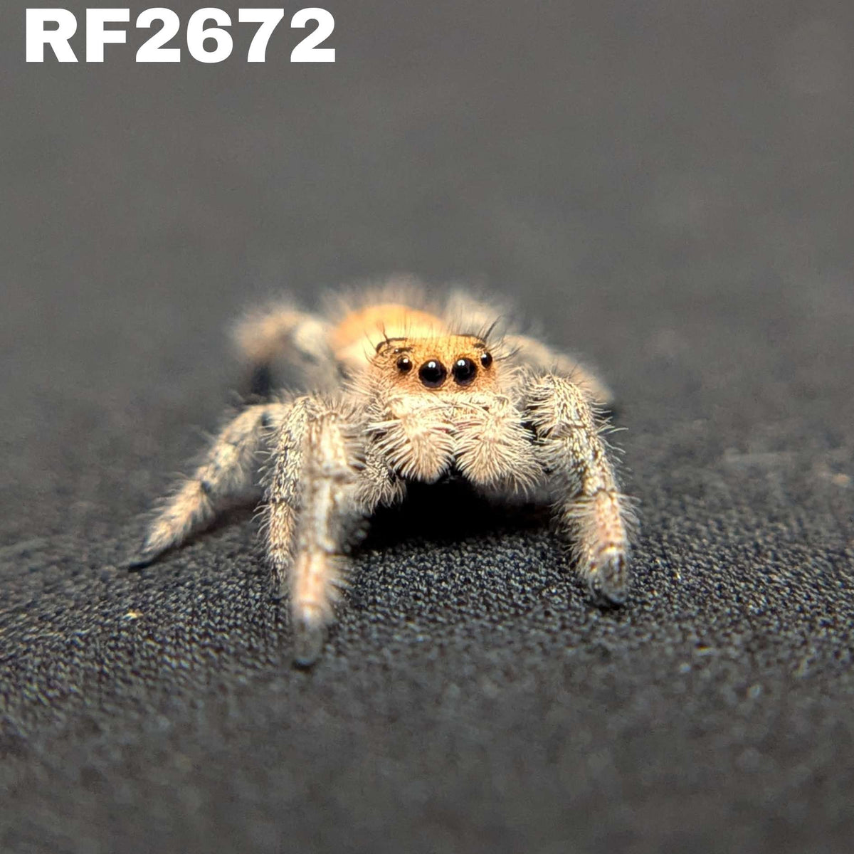 Regal Jumping Spider "Gelato"