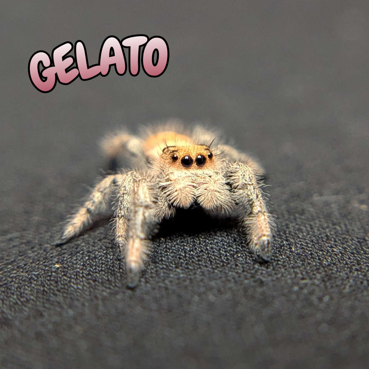 Regal Jumping Spider "Gelato"