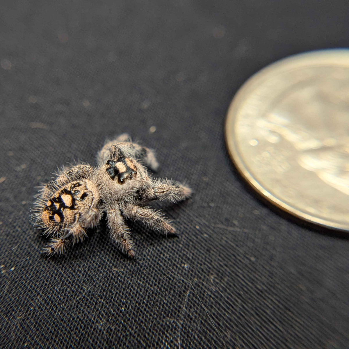 Regal Jumping Spider "Barley"