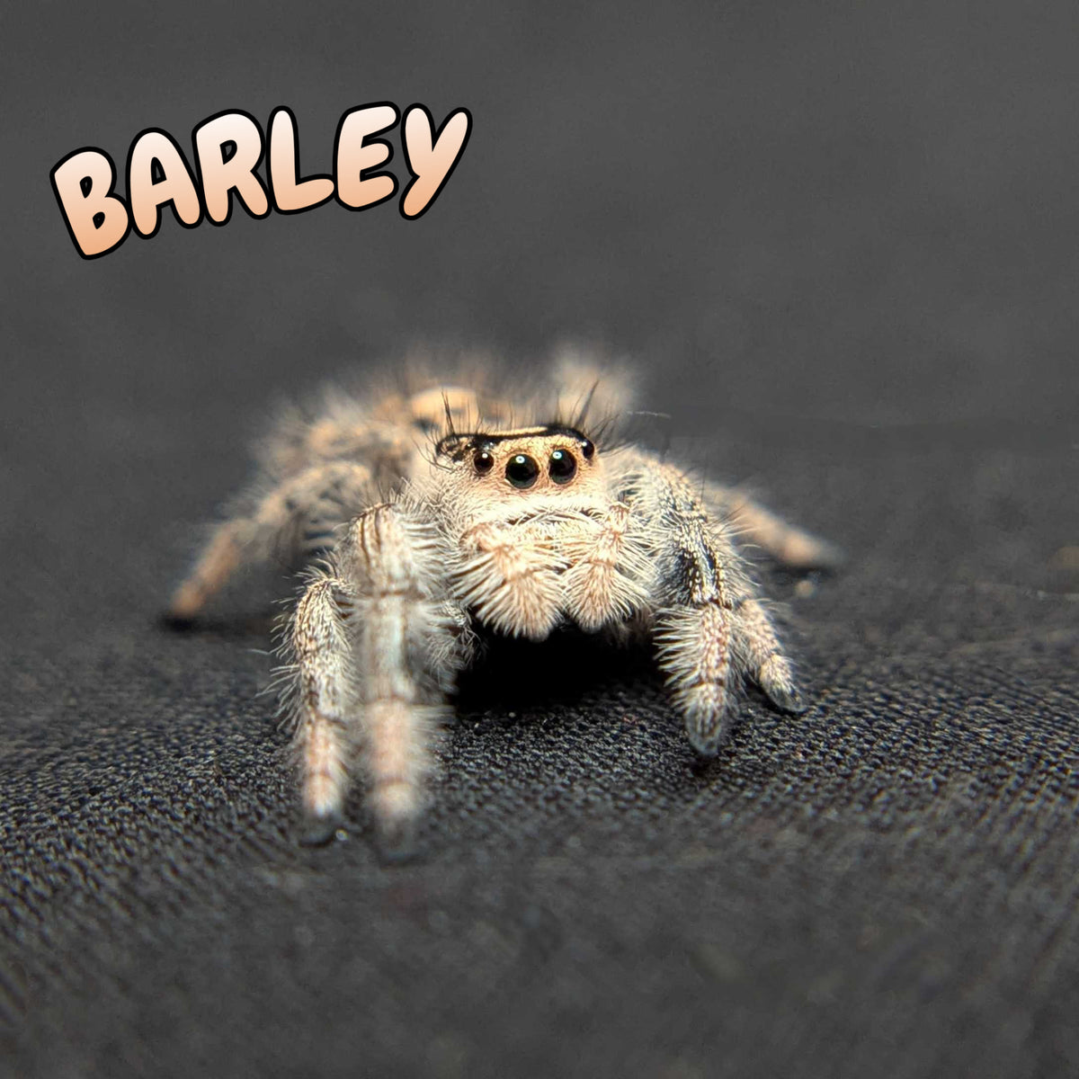 Regal Jumping Spider "Barley"