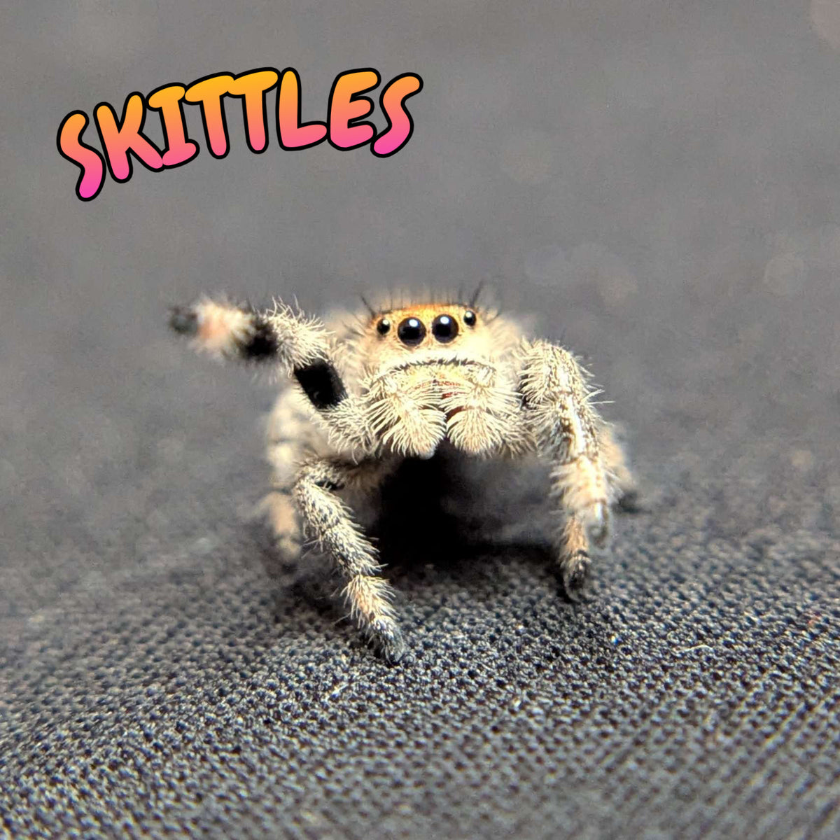 Regal Jumping Spider "Skittles"