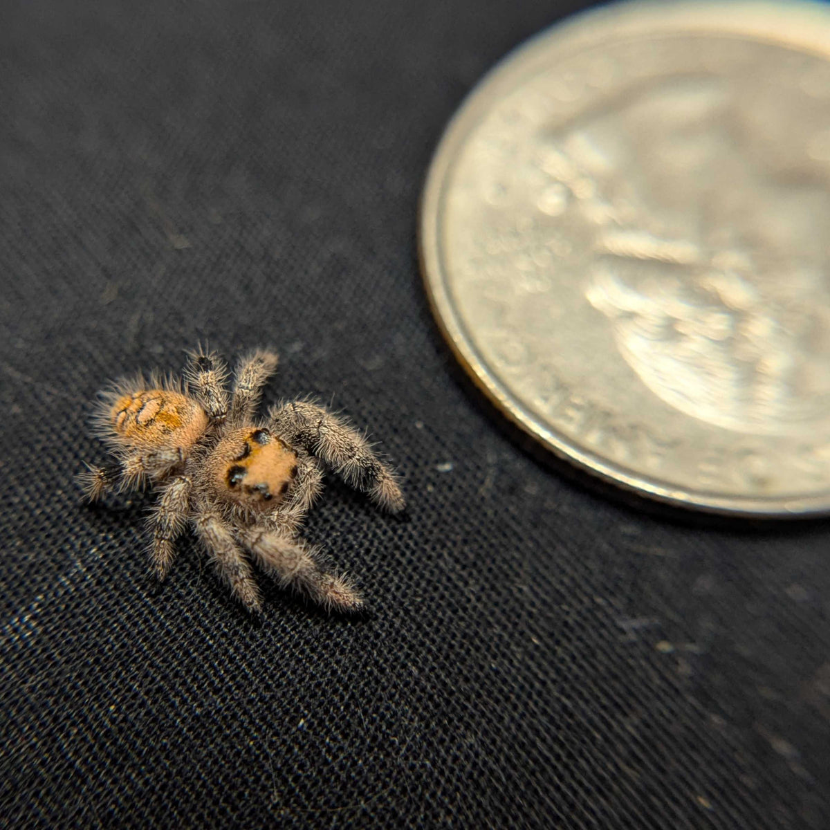 Regal Jumping Spider "Dandelion"