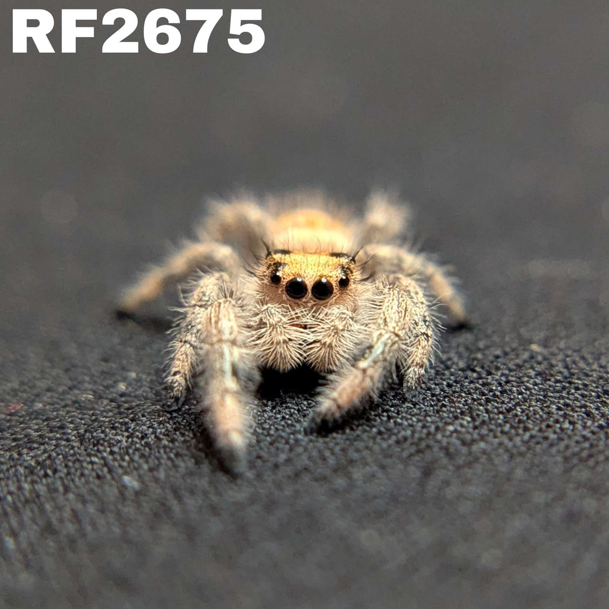 Regal Jumping Spider "Dandelion"