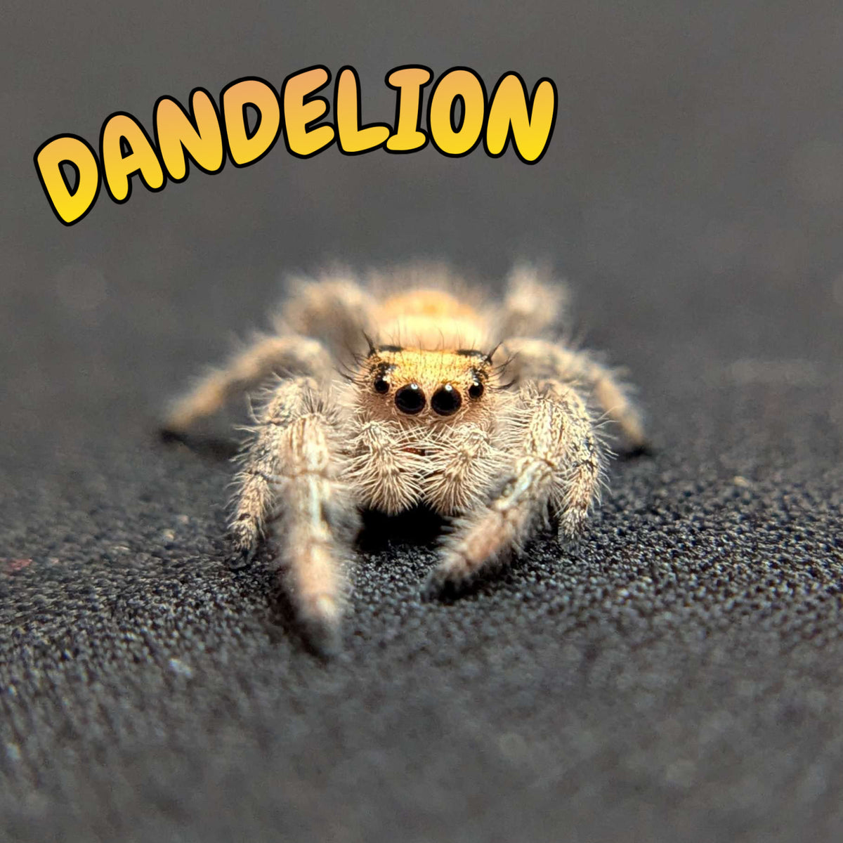 Regal Jumping Spider "Dandelion"