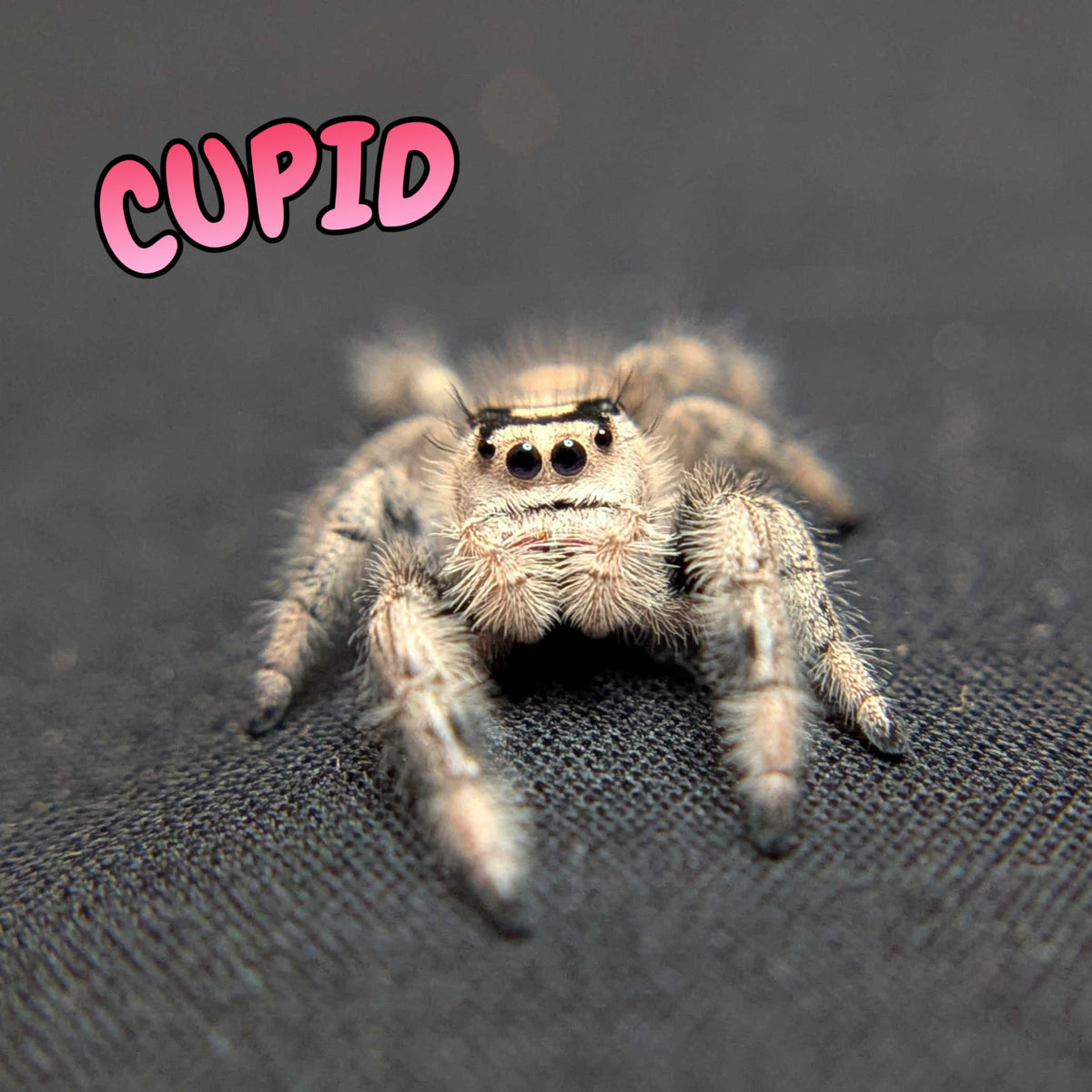 Regal Jumping Spider "Cupid"