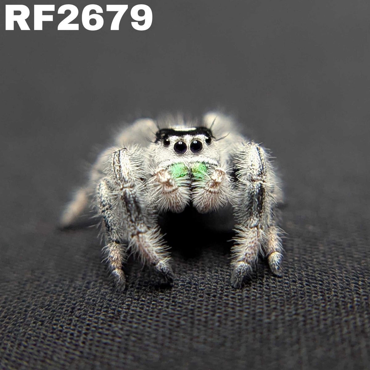 Regal Jumping Spider "Limeade" (High White)