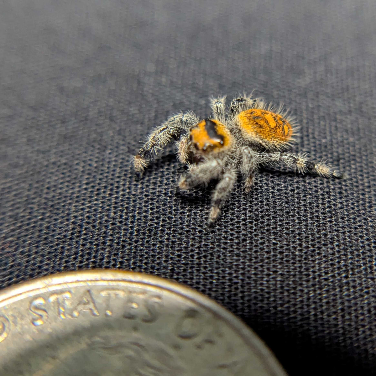 Regal Jumping Spider "Pumpkin"