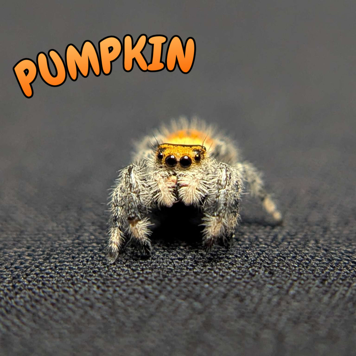 Regal Jumping Spider "Pumpkin"