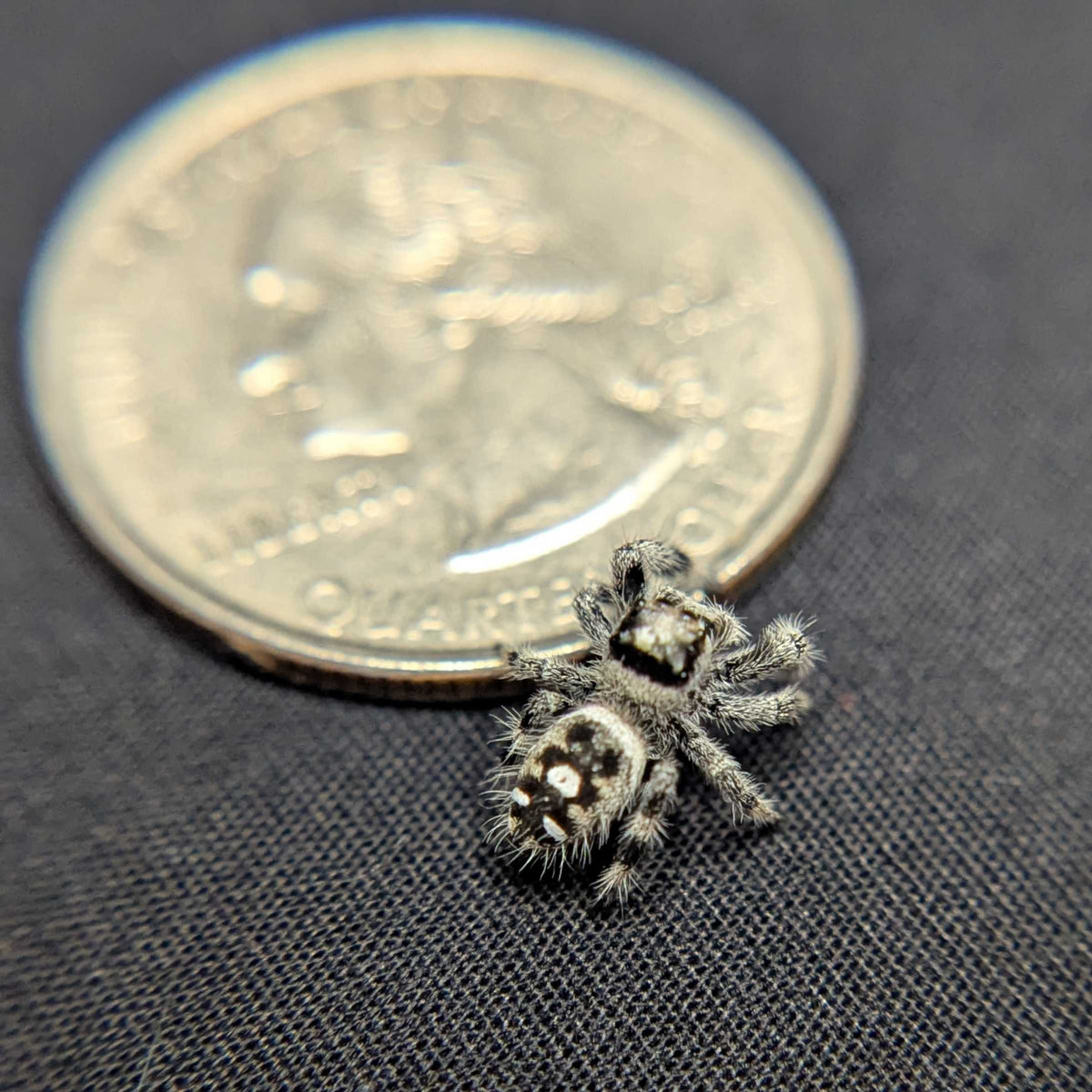 Regal Jumping Spider "Keylime" (High White)