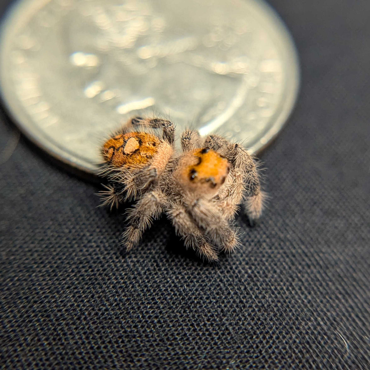 Regal Jumping Spider "Matilda"