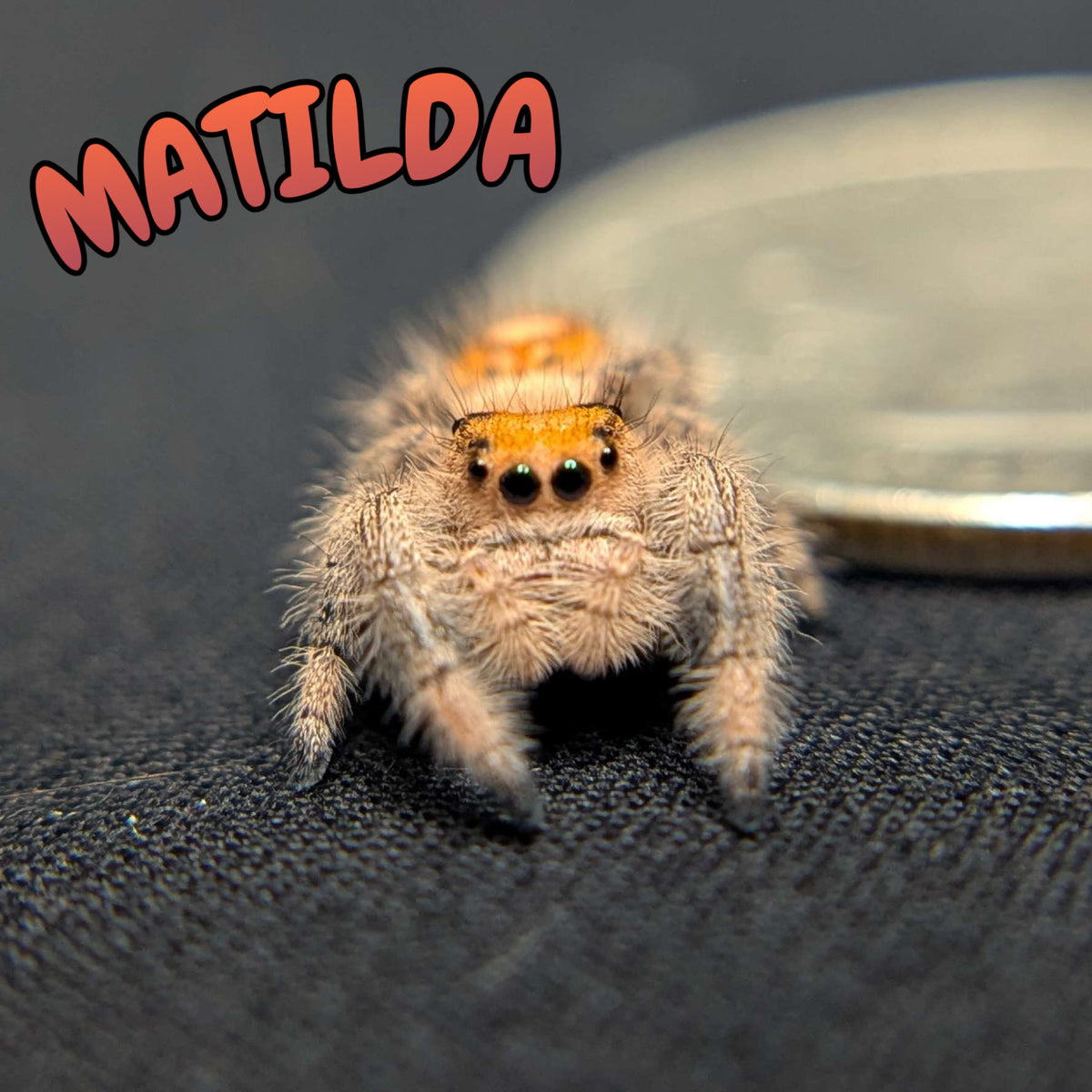 Regal Jumping Spider "Matilda"