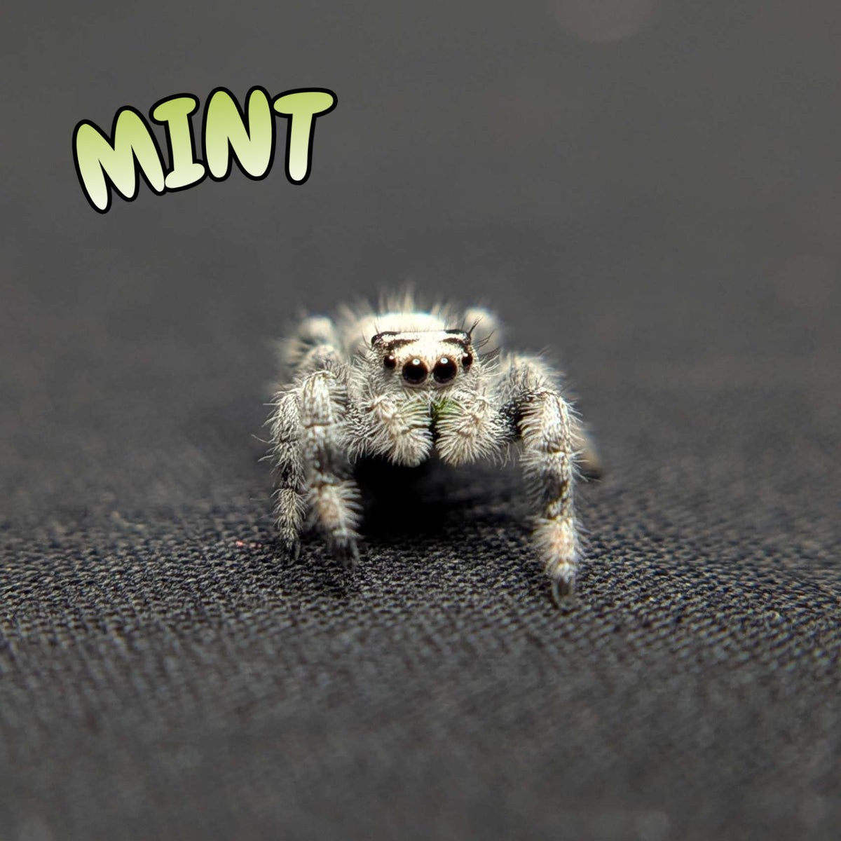 Regal Jumping Spider “Mint” (High White)