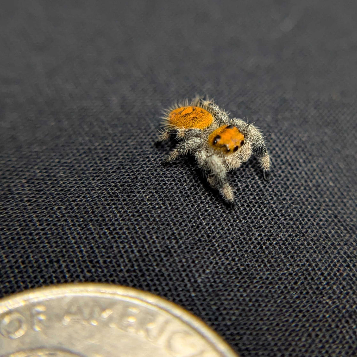 Regal Jumping Spider "Mango Puff"