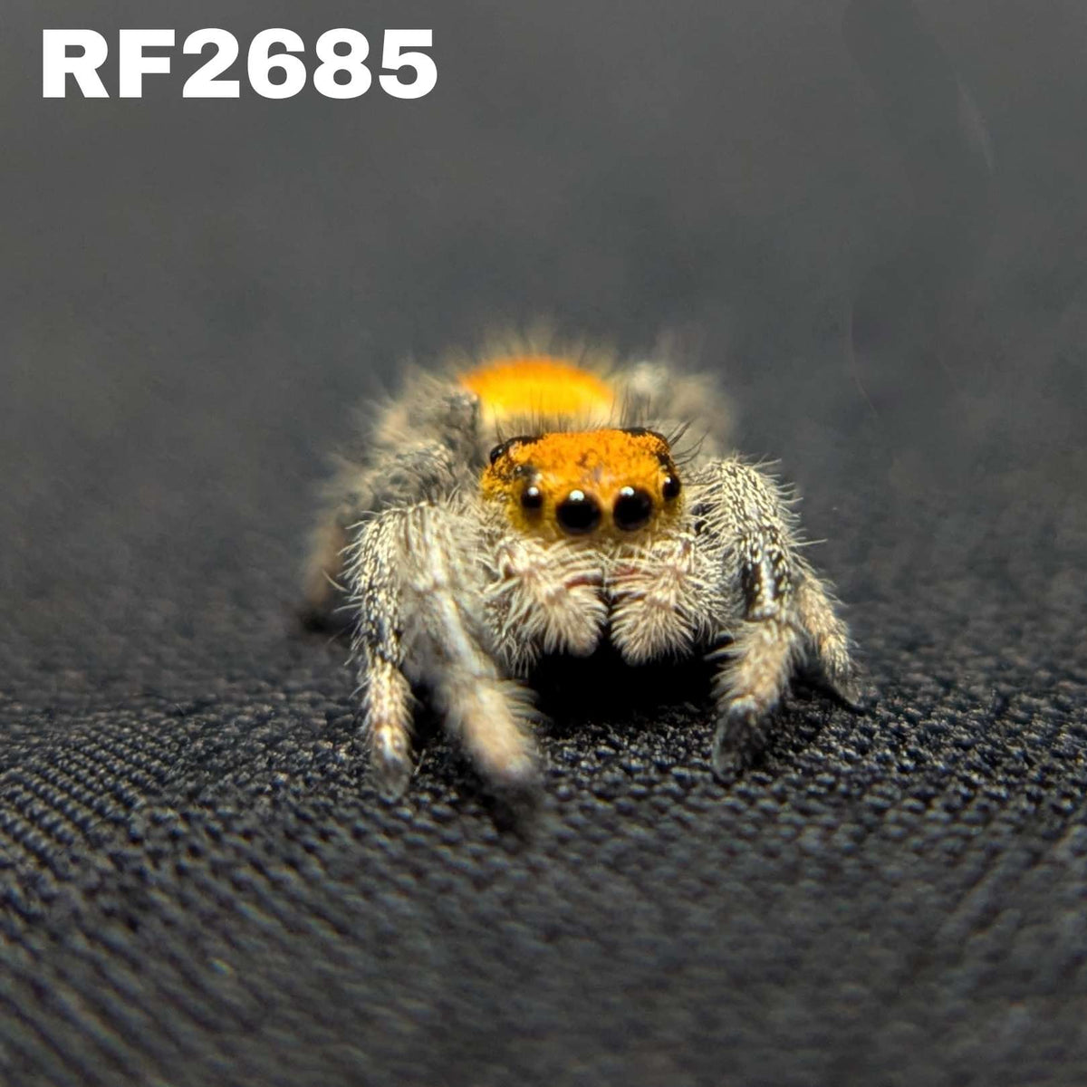 Regal Jumping Spider "Mango Puff"