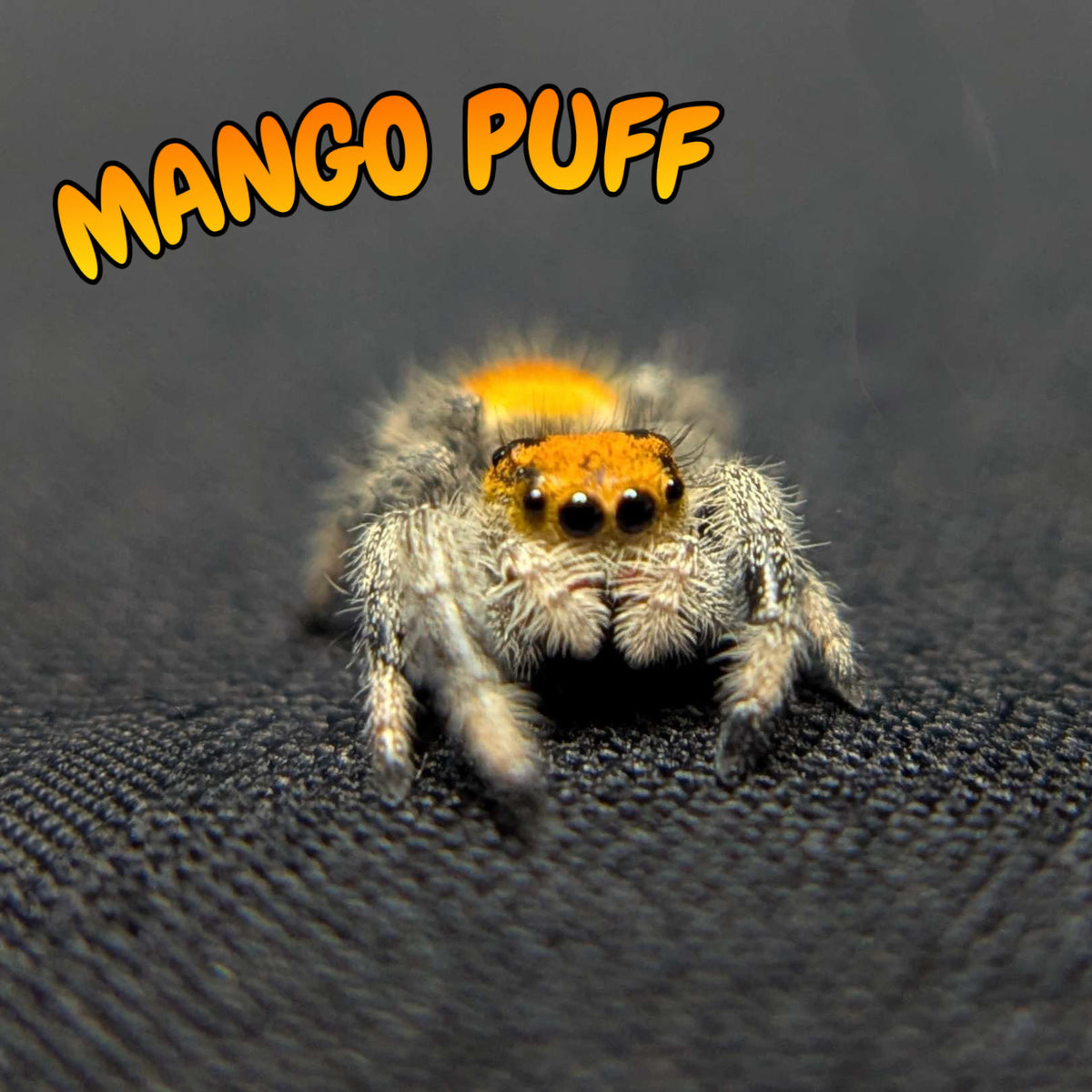 Regal Jumping Spider "Mango Puff"