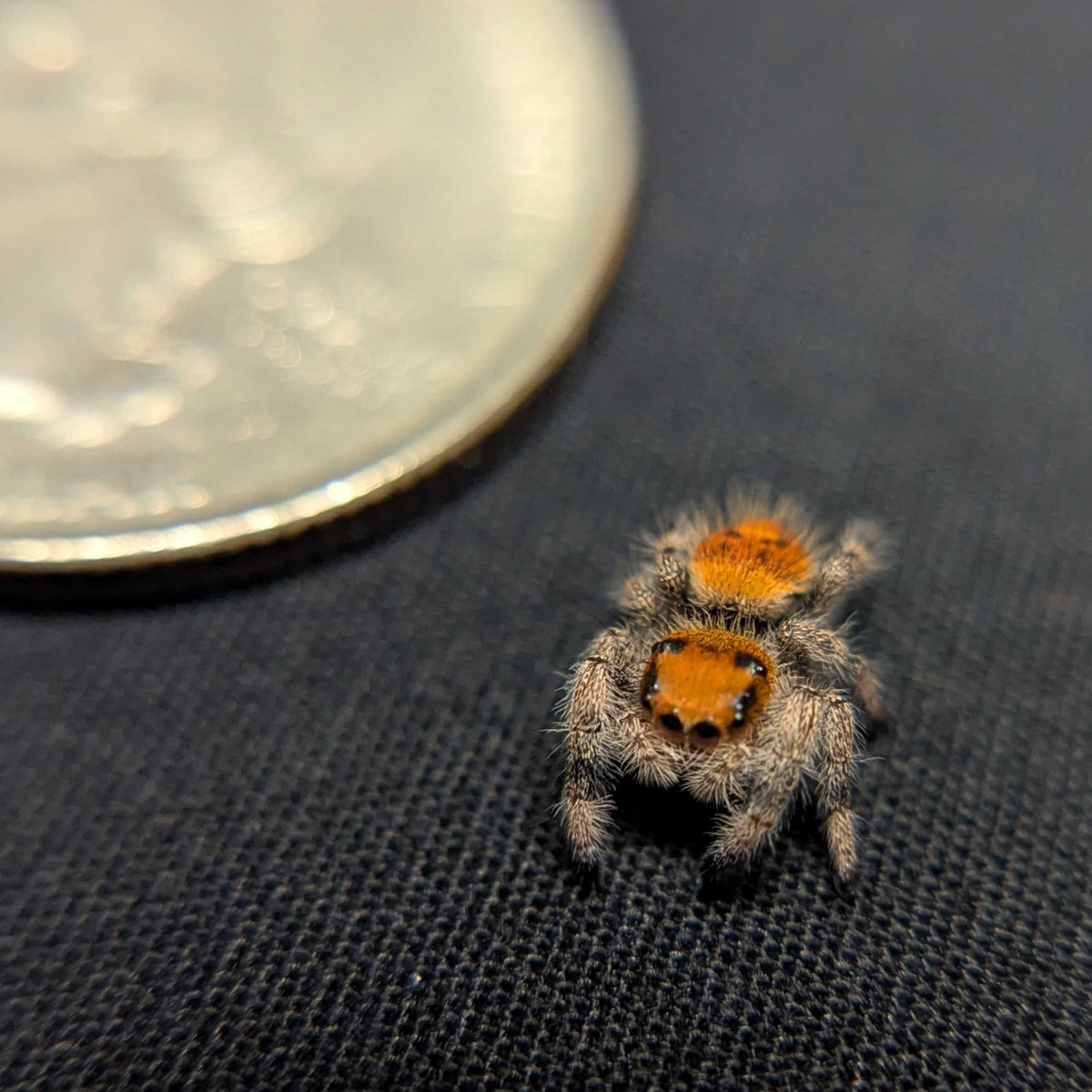 Regal Jumping Spider "Fantasy"