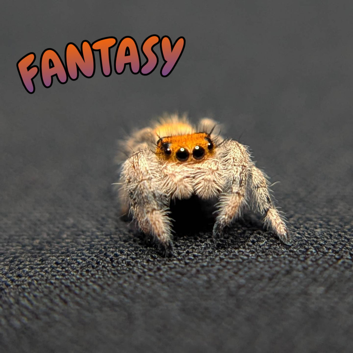 Regal Jumping Spider "Fantasy"
