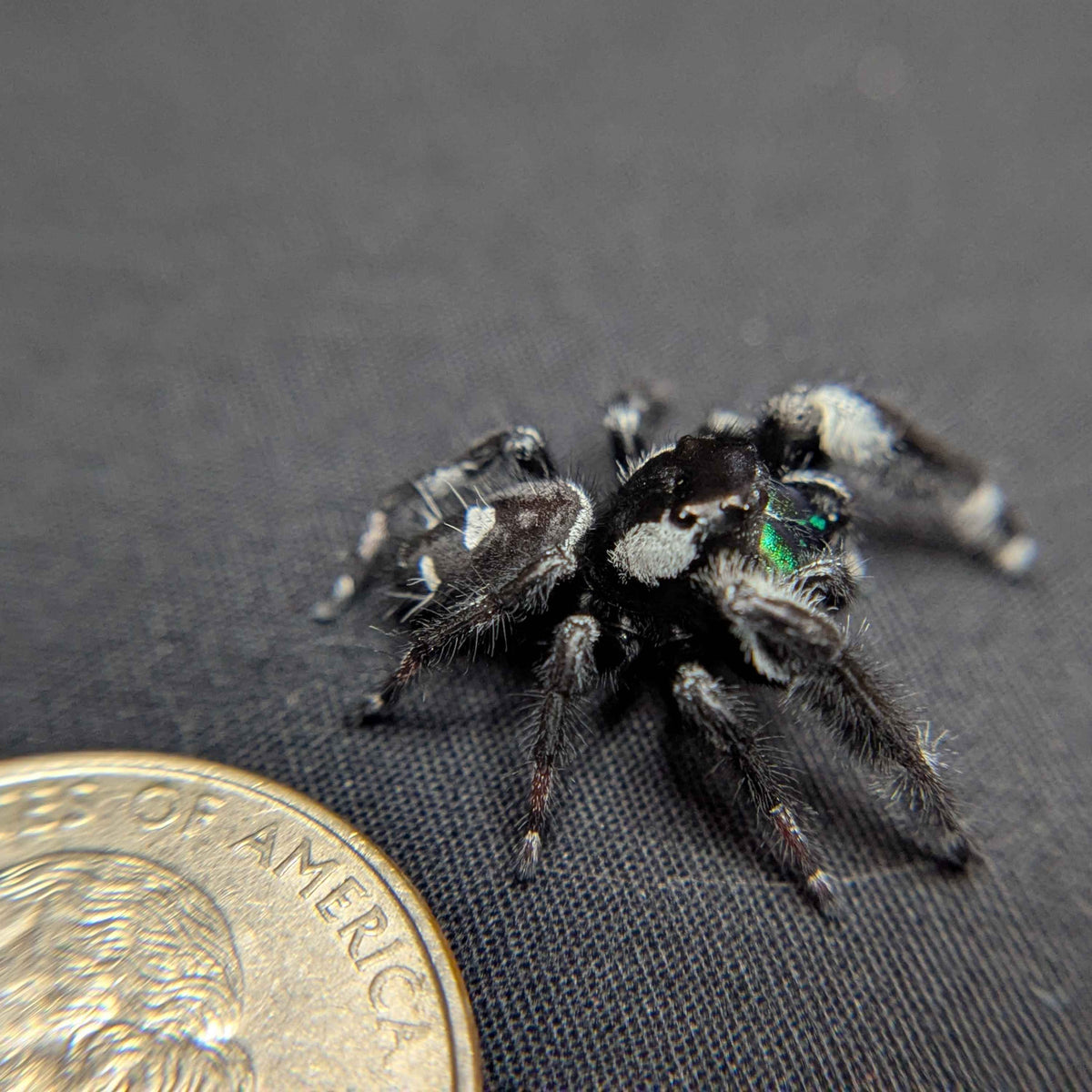 (Apalachicola Locale) Regal Jumping Spider “Phantom”
