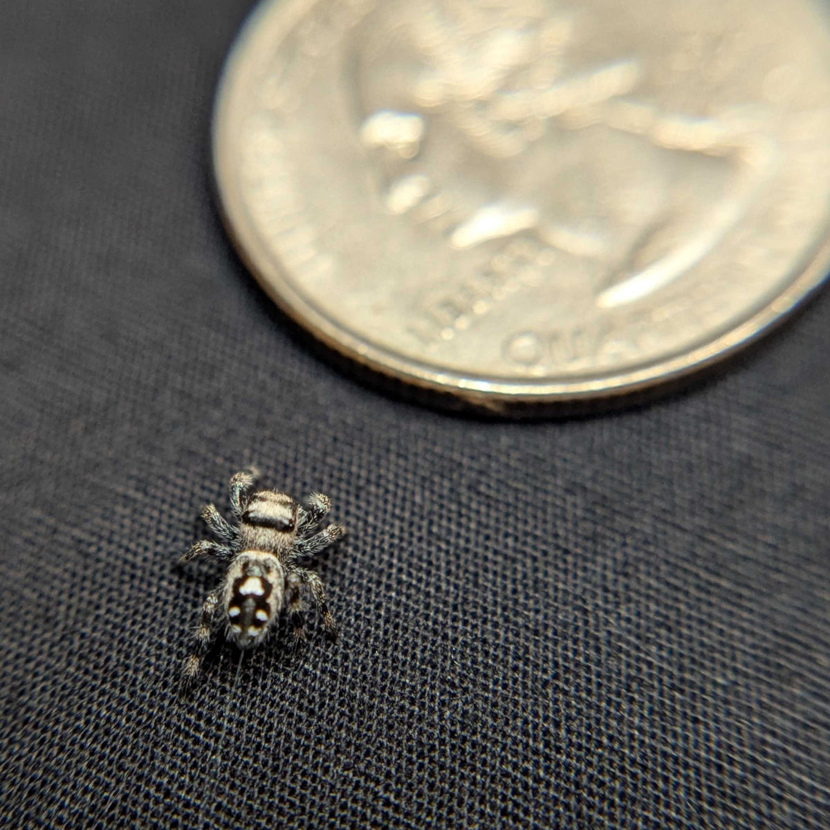 Regal Jumping Spider "Bean"