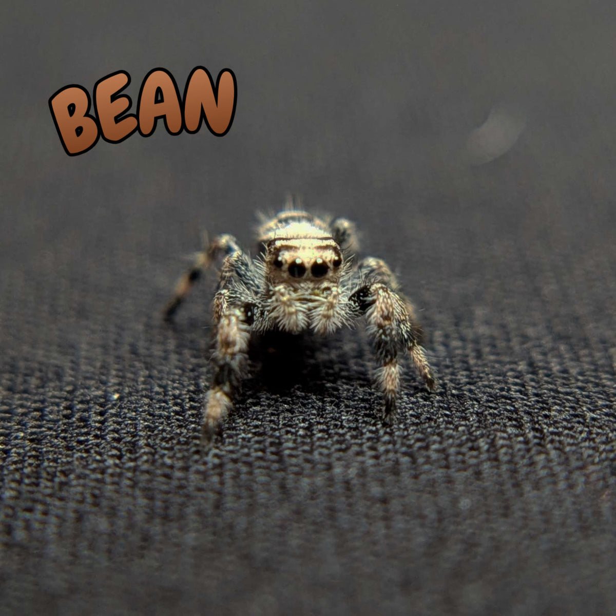 Regal Jumping Spider "Bean"