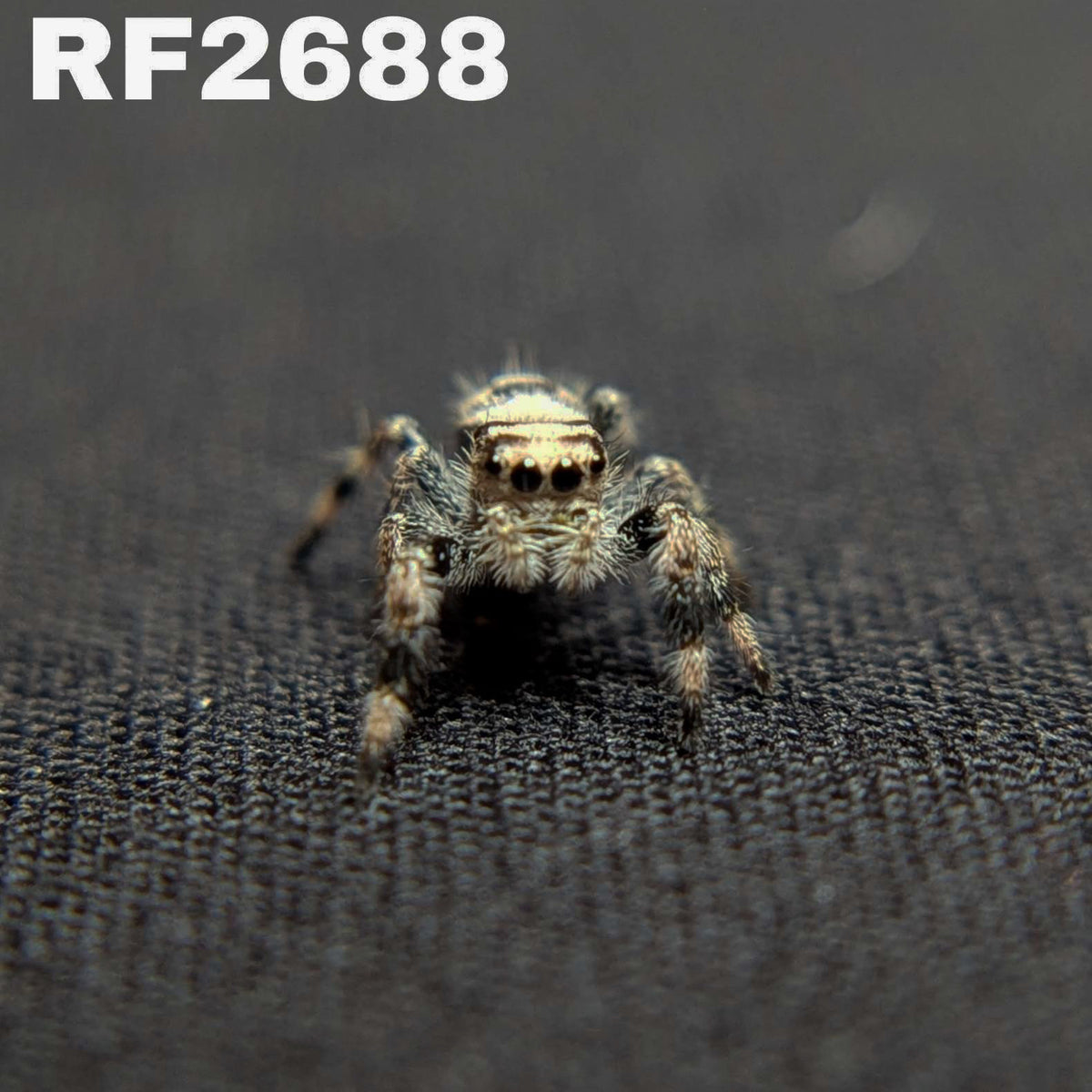 Regal Jumping Spider "Bean"